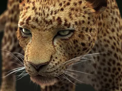 Leopard (3) (RIG) (Fur) 3D model