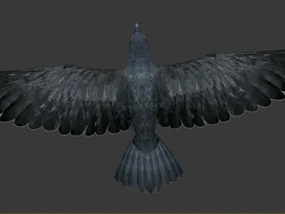 crow bird  Low-poly 3D model
