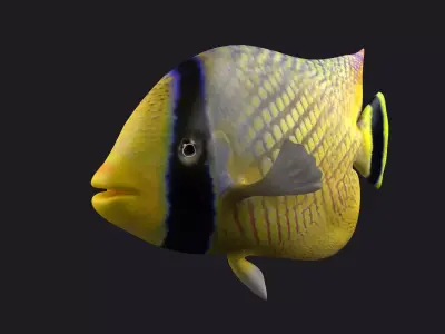 animal  aquarium underwater fish fishing sea sealife ocean 3D model
