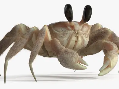  Tropical Ghost Crab Moving Pose Pink Beige Fur 