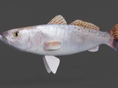 Seatrout Fish 3D model