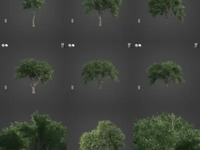 2021 PBR Coast Live Oak Collection - Quercus Agrifolia 3D model
