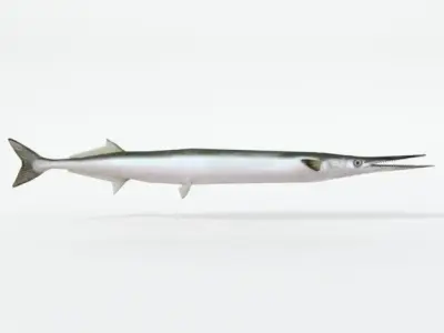 Needle Fish Low-poly 3D model
