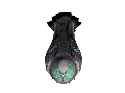 Pigeon Bird Low-poly 3D model