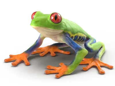 Red Eyed Tree Frog Rigged for Cinema 4D 3D model