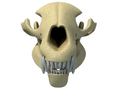 Polar Bear Skull  3D model