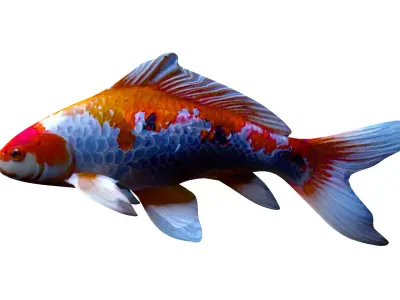 Realistic Koi Carp 3D Model - Colorful Fish Low-poly 3D model