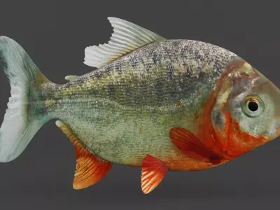 Piranha 3D model purchase