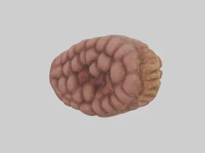 Leopard Large Intestine Low-poly 3D model