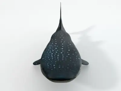 Whale Shark Low-poly 3D model