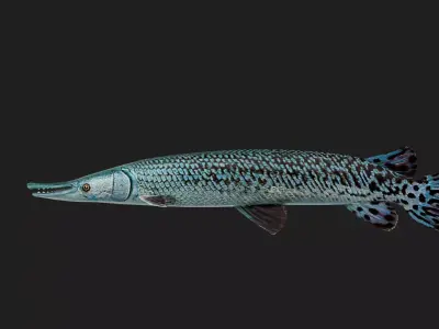 Alligatorgar Low-poly 3D model