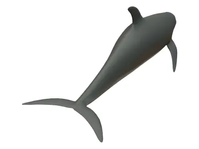 dolphin Low-poly 3D model 4