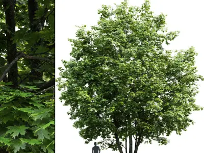 Maple-tree Pack #1 3D model