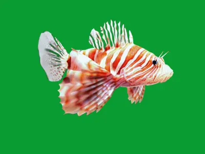 Lionfish Low-poly 3D model order