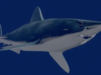 Shortfin Mako  3D model