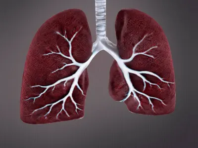 Human Lungs 3D print model