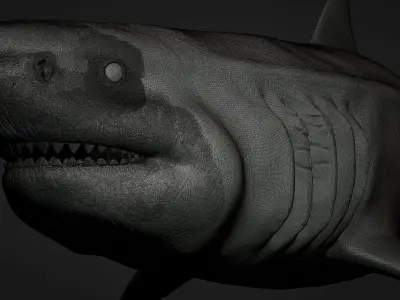 Otodus Megalodon 3D model