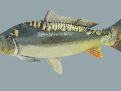Freshwater fish carp Low-poly 3D model