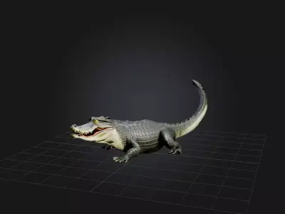 Realistic Alligator Model Low-poly 3D model
