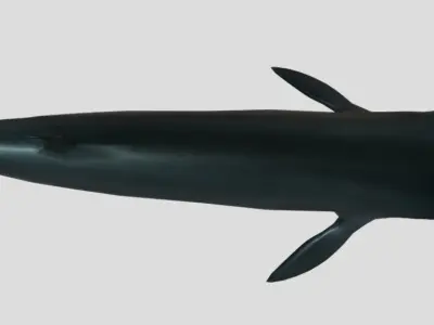 Low Poly Whale Game Asset Low-poly 3D model