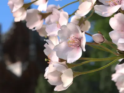 Sakura Cherry Blossom Branch Pink 3D model
