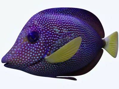 Zebrasoma Fish 5 3D model