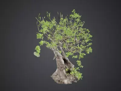 Great Spirit Oak with Shrine  Fantasy Tree Botanical Designs  Low-poly 3D model