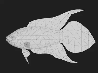 Roundtailparadisefish Low-poly 3D model