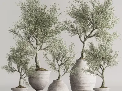 Olive Tree In Antique Pottery And Indoor Plant Set 67 3D model