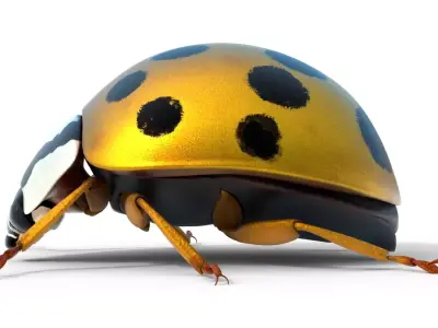 Harmonia axyridis beetle Free 3D model