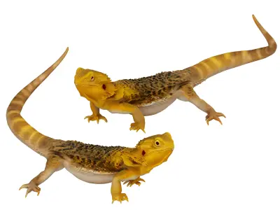 Lizard 3D model buy