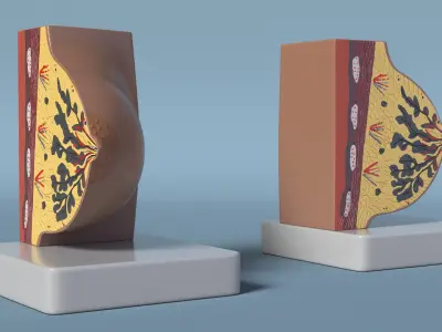  Cross-Section Breast Model Lactating on Stand 