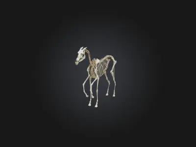 Realistic Horse Skeleton Model Low-poly 3D model