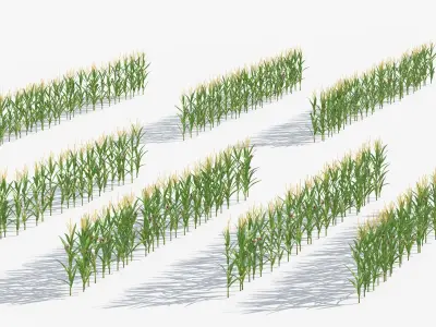  Agricultural Corn Field 