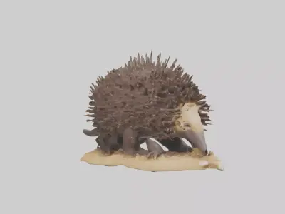 Echidna digging model 3D model