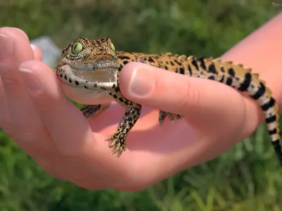  Rigged Reptiles Collection 2 for Maya 