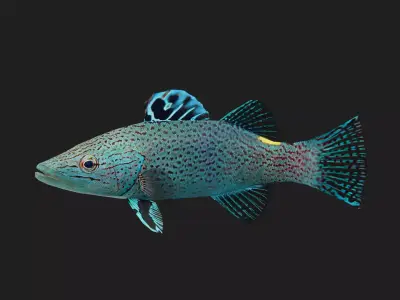 Serranidae Low-poly 3D model 2