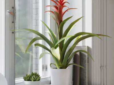  Bromelia Plant Model 