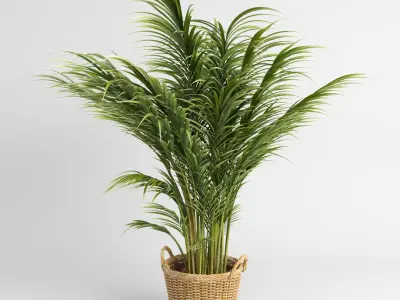 Areca Palm Trees (+GrowFX) 3D model