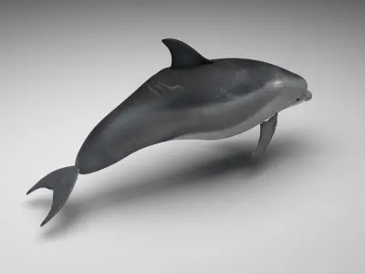 Dolphin Bottlenose 3D model purchase