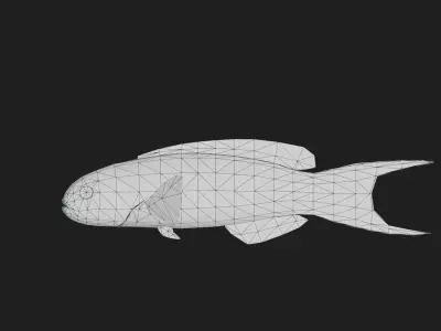 Wrasse Low-poly 3D model 14
