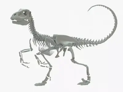 Velociraptor Rigged Skeleton Low-poly 3D model