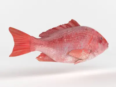 Red Snapper Fish 3D model purchase