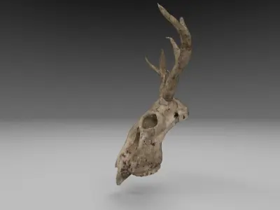 Deer Skull Low Poly 3D Model with Imperfections Free low-poly 3D model