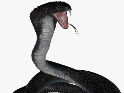  Cobra Snake Rigged 3D 