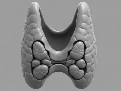 Thyroid and Parathyroid Glands Posterior View 3D Model 3D print model
