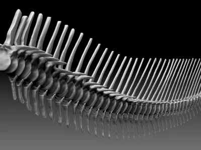 Dinosaur Spinosaurus 2020 version Tail Set Skeletons Sculpt 3D model