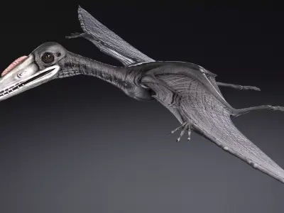 Pterodactylus dinosaur flying in air 3D model purchase