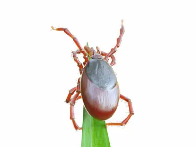 Tick On Grass Animated 3D model