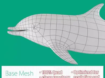 Dolphin Base Mesh Low-poly 3D model
